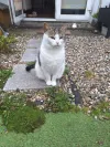 pet-image