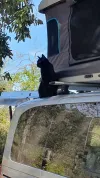 pet-image