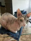 pet-image