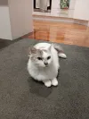 pet-image