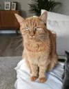 pet-image