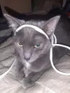 pet-image