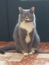 pet-image