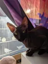 pet-image