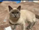 pet-image