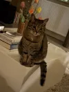pet-image