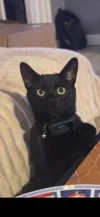 pet-image