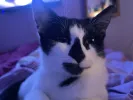 pet-image