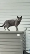 pet-image