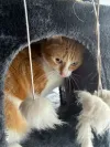 pet-image