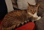pet-image