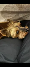 pet-image
