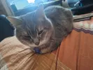 pet-image