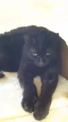 pet-image