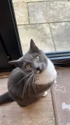 pet-image