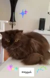 pet-image