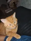 pet-image