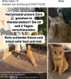 pet-image