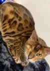 pet-image