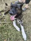 pet-image