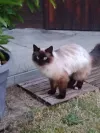 pet-image