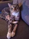pet-image