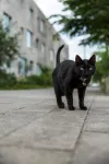 pet-image