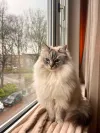 pet-image