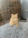 pet-image