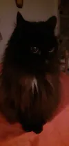 pet-image