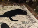 pet-image