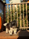 pet-image