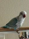 pet-image