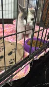 pet-image