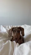 pet-image