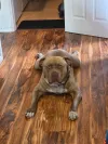 pet-image