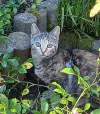 pet-image