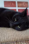 pet-image