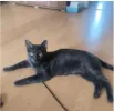 pet-image