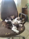 pet-image