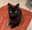 pet-image