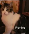 pet-image