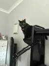 pet-image