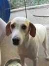 pet-image