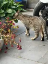 pet-image