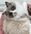 pet-image