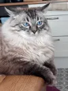 pet-image