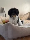 pet-image