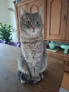 pet-image