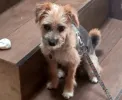 pet-image
